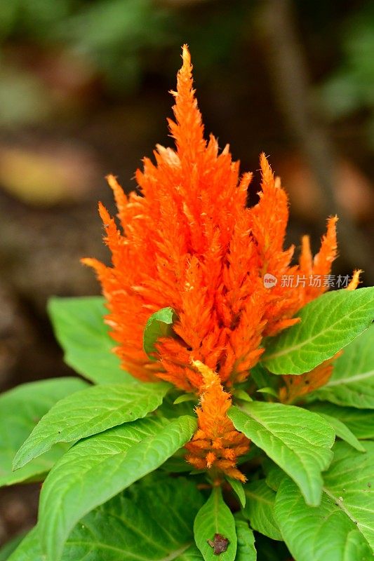 Celosia argentea / Celosia argentea '和服系列'